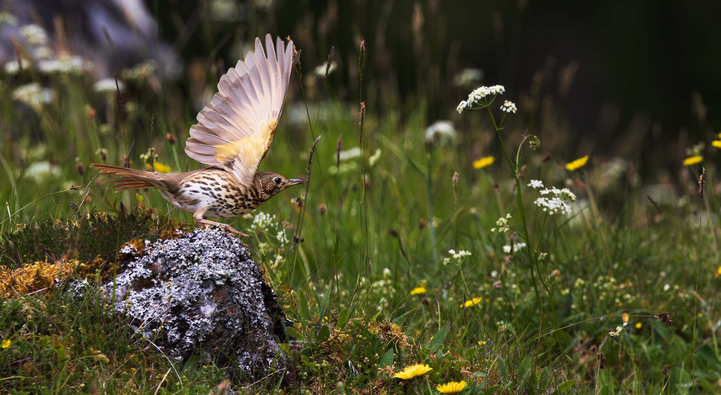 Turdus philomelos song thrush display
